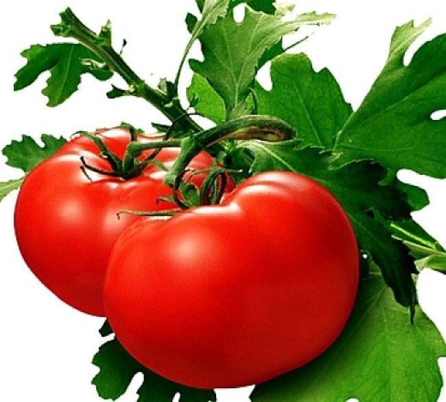 Tomatoes are easily grown and widely available. While used as a vegetable they are actually fruits and are more nutritious than apples of oranges