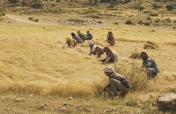 Teff grain being harvested in Ethiopia - learn more about this superfood here