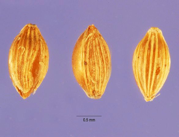 Fonio seeds are tiny, similar to Quinoa - learn more abouit this super food here